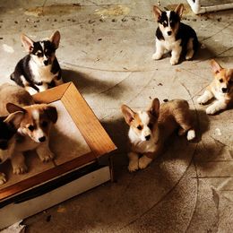 Pembroke Welsh Corgis from Patton's Pasture