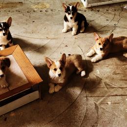 Pembroke Welsh Corgis from Patton's Pasture