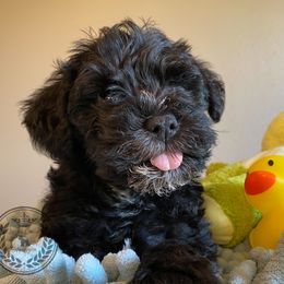 Miniature Schnauzer Puppies from Laurel Crown Schnauzers