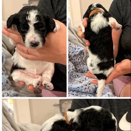 Poodle Puppies from Cassie Enlow