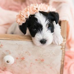 Lily - Parti female Miniature Schnauzer puppy in Winter Haven, Florida from The Blue Eyed Schnauzer