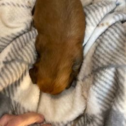 Red Male - Red male Dachshund puppy in Highland Home, Alabama from Landey's Long Dogs
