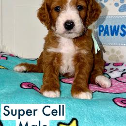 Super Cell - Red  male Goldendoodle puppy in Beecher, Illinois from Erica’s Doodles