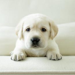 Patriot - Yellow male Labrador Retriever puppy in Allons, Tennessee from UC Labradors LLC