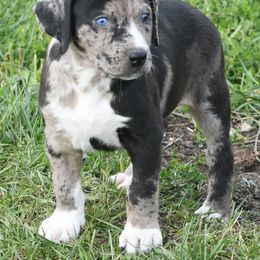 Snuggles - Blue merle female Catahoula Leopard Dog puppy in Potsdam, New York from Spot On Catahoula Leopard Dogs