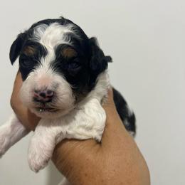 Willow-black collar - Parti male Poodle puppy in Winter Haven, Florida from Herdez’s Poodles