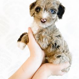 Girl 4 - Aussiedoodle puppy in Davidson, North Carolina from PLUM PUPS