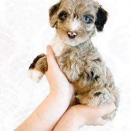 Girl 4 - Aussiedoodle puppy in Davidson, North Carolina from PLUM PUPS