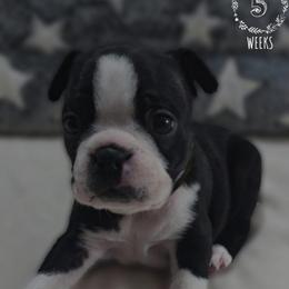 Purple - Black and white female Boston Terrier puppy in Clinton Township, Michigan from Greenberg's Boston Terriers & Bullies of Metro Detroit
