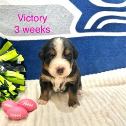 Victory - Pink Collar - Black rust and white female Bernese Mountain Dog puppy in Ravensdale, Washington from Raven Rock Puppies