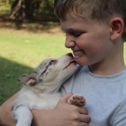 Smiley - Red merle male Border Collie puppy in Ripley, Oklahoma from Adventure5 Border Collies
