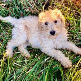 Goldendoodles from Magnoliadoodles