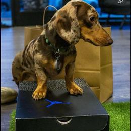 Bruno - Dachshund