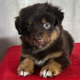 Basil - Red tri female Miniature Australian Shepherd puppy in Sulphur, Louisiana from Triple J Aussies and Corgis