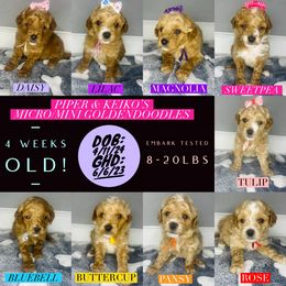 Aussiedoodle and Goldendoodle Puppies from Hot Springs Kennels