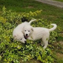 Border Collie, Bordoodle, and Maremma Sheepdog Puppies from 2J 2K Border Collies