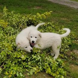 Border Collie, Bordoodle, and Maremma Sheepdog Puppies from 2J 2K Border Collies