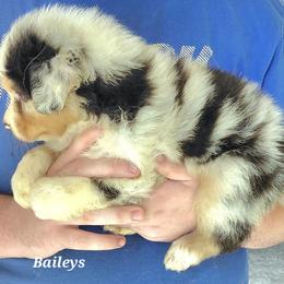 BAILEYS - Blue merle male Australian Shepherd puppy in Elk Creek, Missouri from Hearts on Fire Australian Shepherds