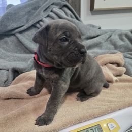 Girl 2 - female Cane Corso puppy in Beaver Crossing, Nebraska from Blue River Cane Corso