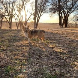 Pembroke Welsh Corgi All Grown Up from Lindsey Martin