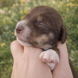 Sophie 3000.00 - Piebald female Dachshund puppy in Albany, Wisconsin from Deglow’s Doxies