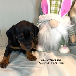 Girl 2 - Dachshund puppy in Huggins, Missouri from RJ's Miniature Dachshunds