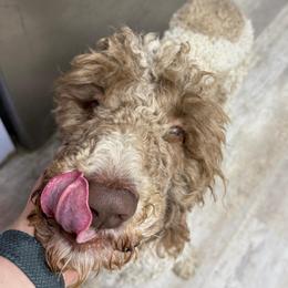 Kronos - Poodle