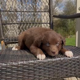 Tulip - Red & white female Australian Shepherd puppy in Windsor, New York from Double B Aussies