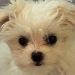 Maltese from California Marvalous Maltese