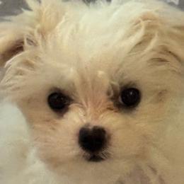 Maltese from California Marvalous Maltese