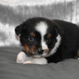 Raleigh - Black tri female Miniature Australian Shepherd puppy in Lowgap, North Carolina from Baileys Mini Aussies