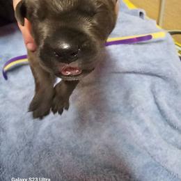 Boy 3 - Gray male Cane Corso puppy in Dunnellon, Florida from Touch of Spice Kennels