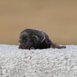 Bayakoa - Blue and rust female Doberman Pinscher puppy in Commerce, Texas from Elitehaus