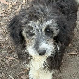 Minnie - Black and white female Aussiedoodle puppy in Four Oaks, North Carolina from RoseWest Farms