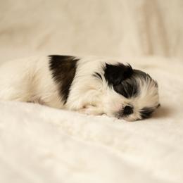 Shih Tzu Puppies from Good Lil Shih Tzu