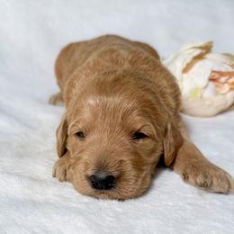Bijou - Apricot female Goldendoodle puppy in Osage City, Kansas from Golden Ridge Goldens