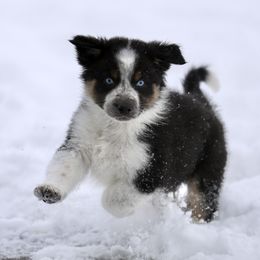 Australian Shepherd, Miniature American Shepherd, Miniature Australian Shepherd, and Toy Australian Shepherd Puppies from Painted Blue Aussies