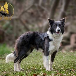ZZ - Border Collie
