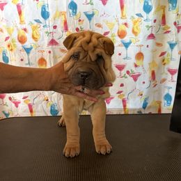 Horse coat pup 2 - Red fawn male Chinese Shar-Pei puppy in Elkin, North Carolina from Martini Shar-Pei