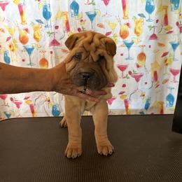 Horse coat pup 2 - Red fawn male Chinese Shar-Pei puppy in Elkin, North Carolina from Martini Shar-Pei