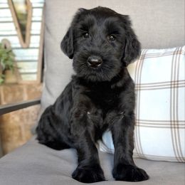 Mocha - Black female Giant Schnauzer puppy in Collinsville, Mississippi from Hillside Kennels