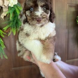 Prairie Rose - Merle female Bernedoodle puppy in Thornville, Ohio from Four Front Doodles & Friends