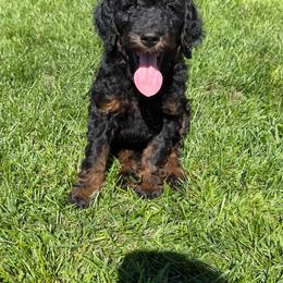 Rumpelstiltskin - Sable male Poodle puppy in Ellenburg Center, New York from Kristin's Puppies
