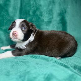 Boy 3 - Red tri male Miniature Australian Shepherd puppy in Alabama from SBA Aussies