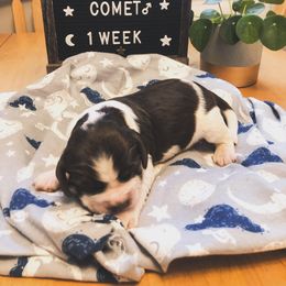 English Springer Spaniel Puppies from Brambleberry Springers
