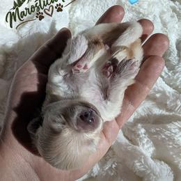 Olly - Cream male Pomeranian puppy in Granby, Colorado from Marostica Paws