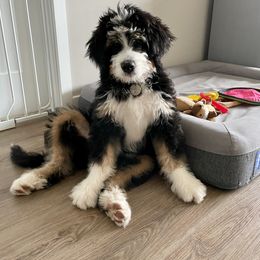 Bernedoodle, Bernese Mountain Dog, and Poodle Puppies from NJ Bernedoodles