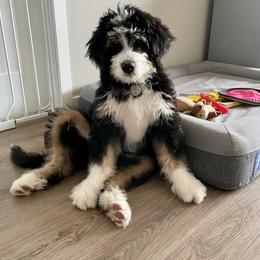 Bernedoodle, Bernese Mountain Dog, and Poodle Puppies from NJ Bernedoodles
