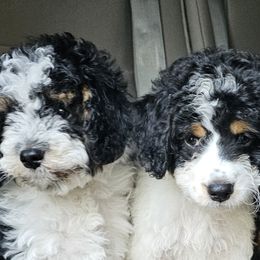 Bernedoodles from So Adoodable