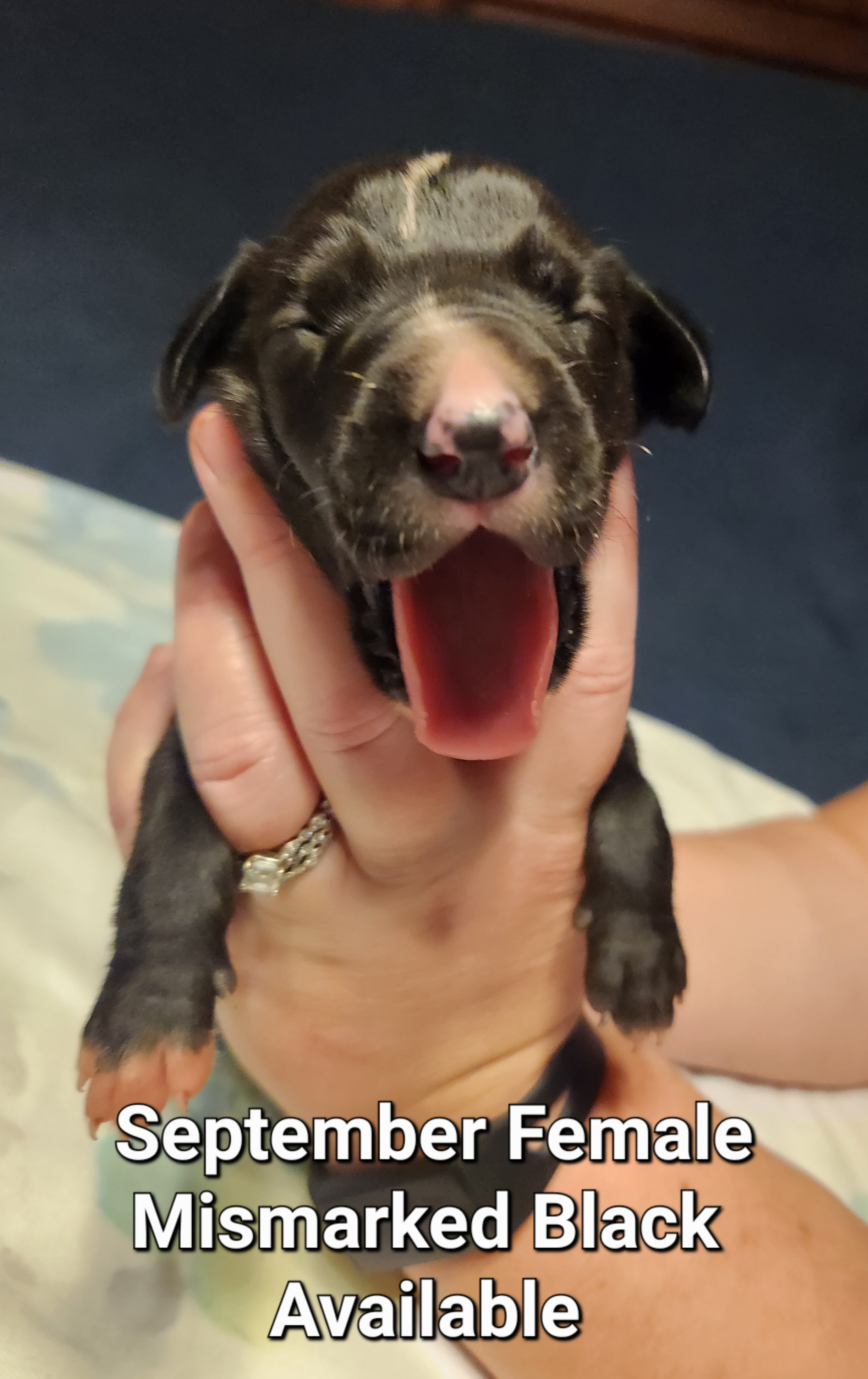 Maeve - Black and white Great Dane puppy in California from Bolo K9 Kennels